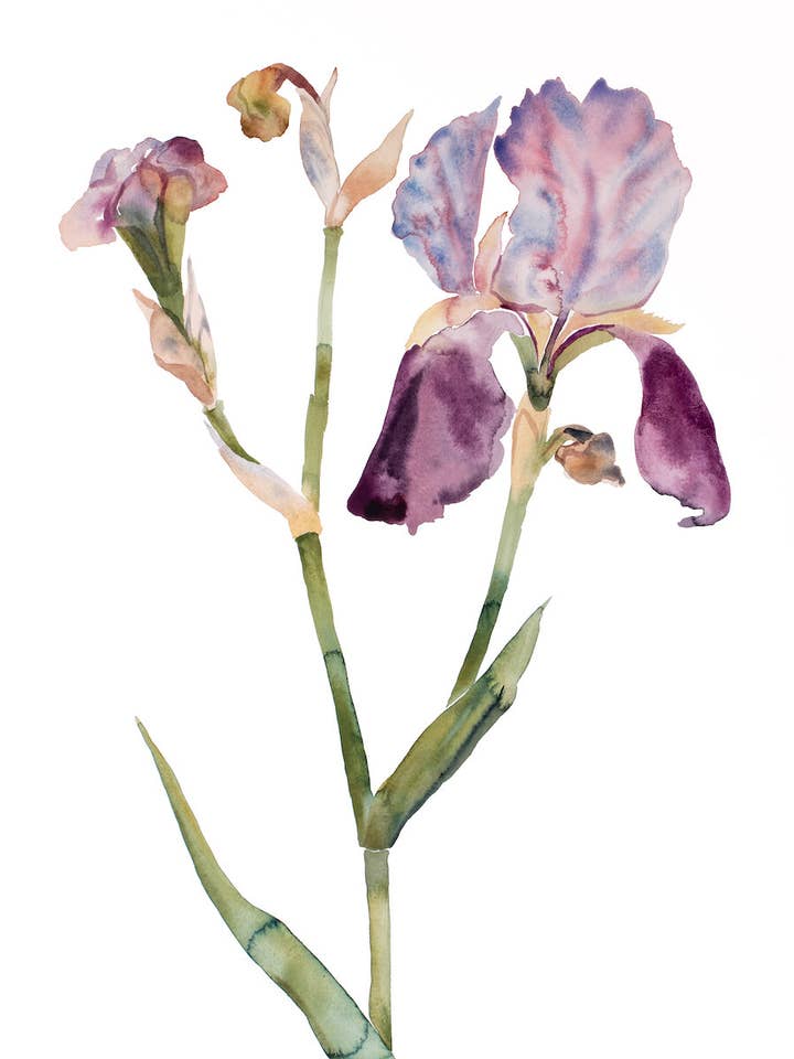 Iris No. 197 for wholesale by Elizabeth Becker