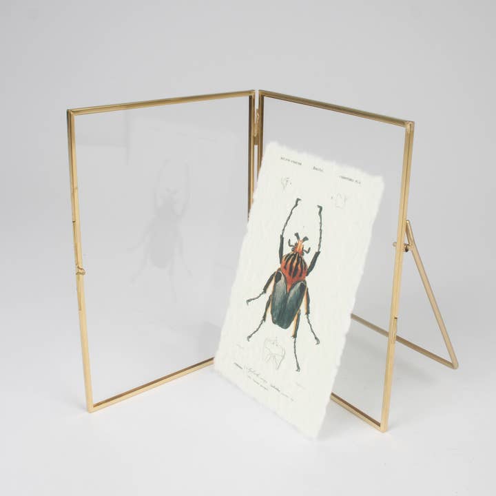 Originals International Ltd - Wholesale Art print - Framed Beetle Illustration - Vintage Entomology Print3