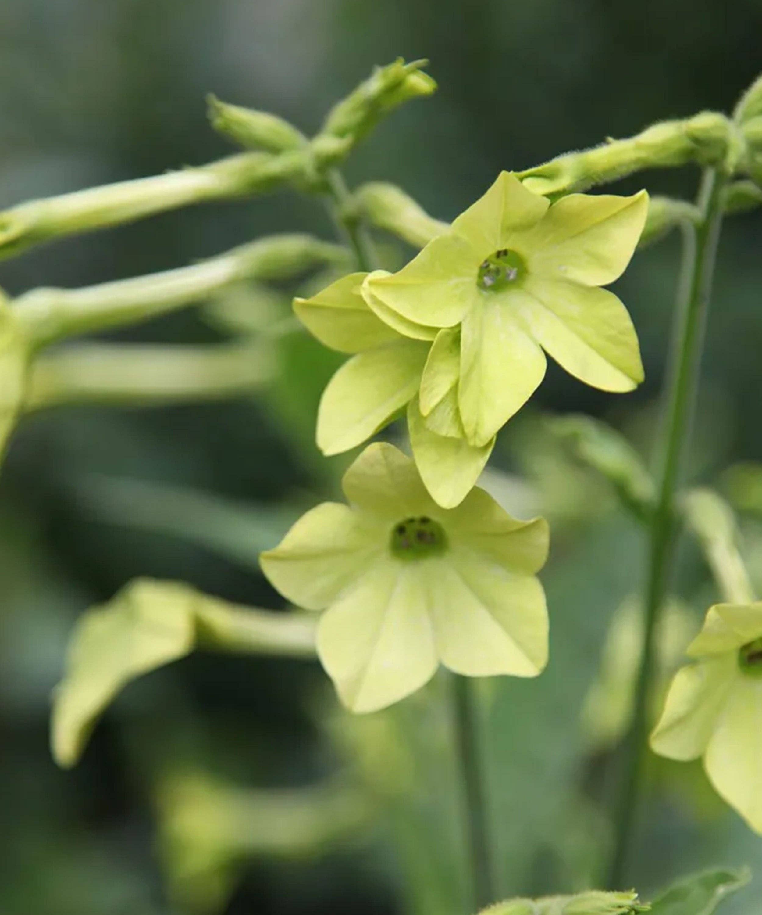 Herboo – wholesale Plant seeds – Nicotiana 'Lime Green' Seeds2