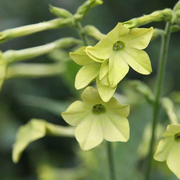 Herboo – wholesale Plant seeds – Nicotiana 'Lime Green' Seeds2