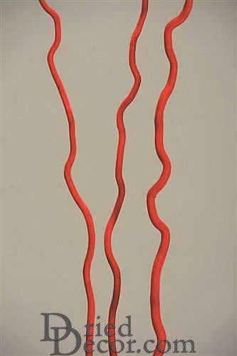 Dried Decor - Wholesale Dried/Pressed Flowers - Corkscrew Willow Branches | 6 Bunches | Color Options Available1