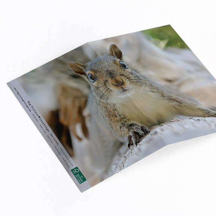 “Are You Nuts?” Gray Squirrel for wholesale by Elster Photography/Big Picture Greetings