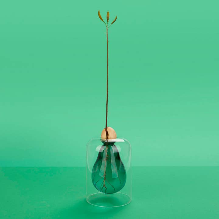 Balvi - Wholesale Vase - Avocado cultivator, Avocado Vase, green, glass10