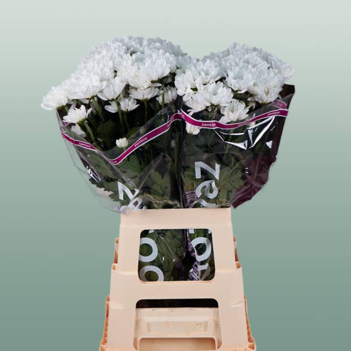 Chrysanthemum Spray Chic for wholesale by All Occasions Wholesale