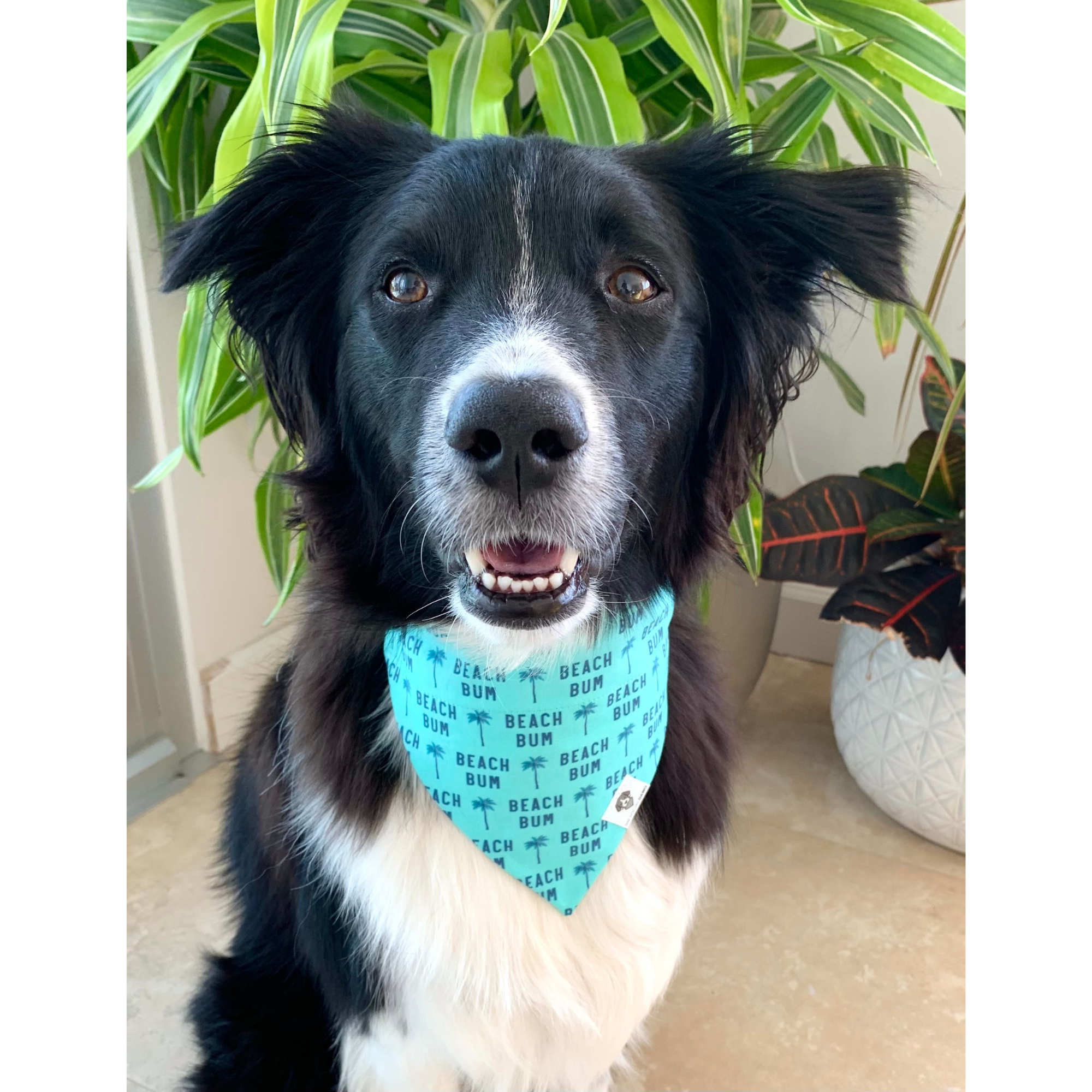 The Social Dawg - Wholesale Pet Bandana - Dog - Beach Bum Slip-On Dog Bandana2