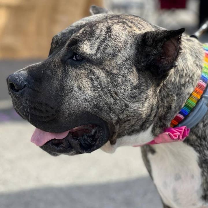 Her Best Foot Forward - Wholesale Pet Collar - Cat/Dog - Ethan Almighty Beaded Dog Collar - Handmade Maasai Ethical Pet Accessory from East Africa2