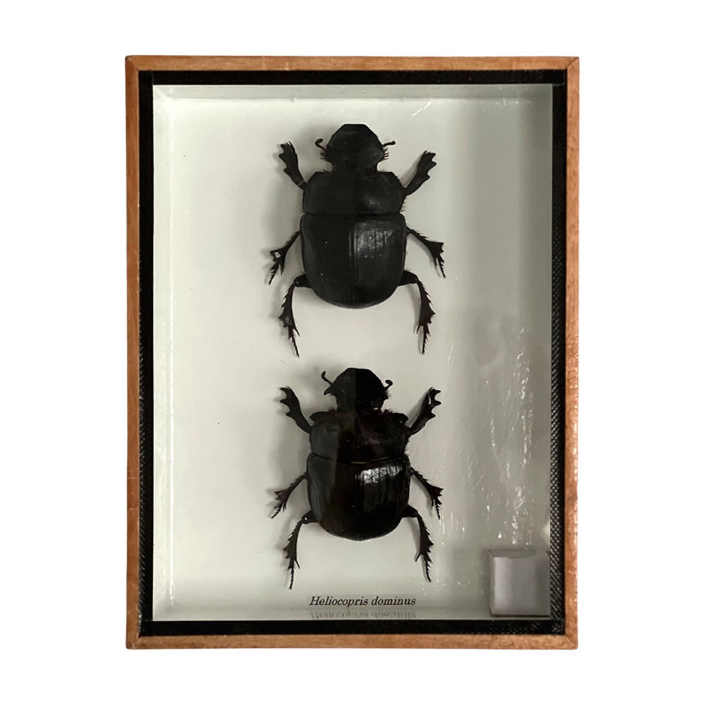 VIE - Wholesale Wall Accent - Framed Insect, Assorted53