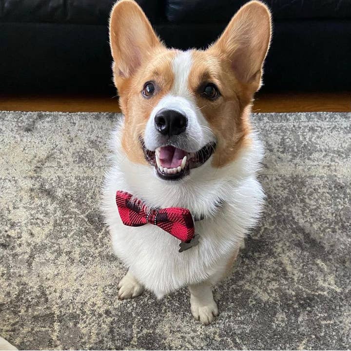 DOG BOW TIES - Wholesale Pet Bow Tie - Dog - *Checkered Plaid2