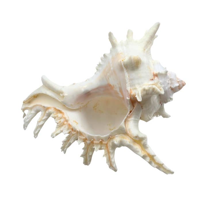 Earths Elements Wholesale - Wholesale Decorative Tabletop Object - Ramose Murex3