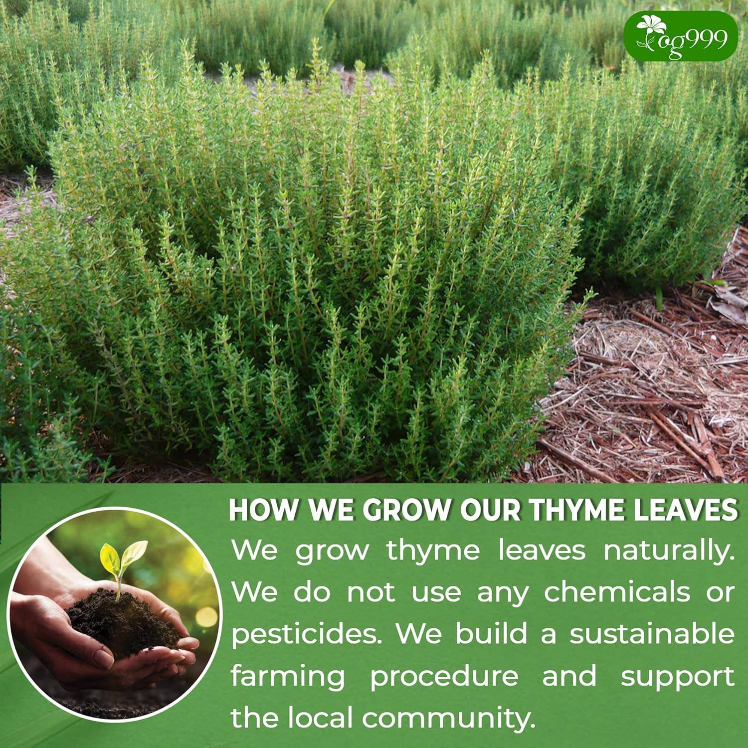 Naomi's Happy Place Shop - Wholesale Tea Bags - Premium 40 Thyme Leaf Tea Bags, 100% Natural & Pure, Loose Leaf Herbal Tea.4