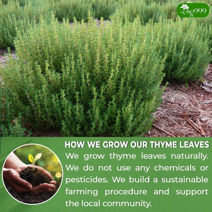 Naomi's Happy Place Shop - Wholesale Tea Bags - Premium 40 Thyme Leaf Tea Bags, 100% Natural & Pure, Loose Leaf Herbal Tea.4