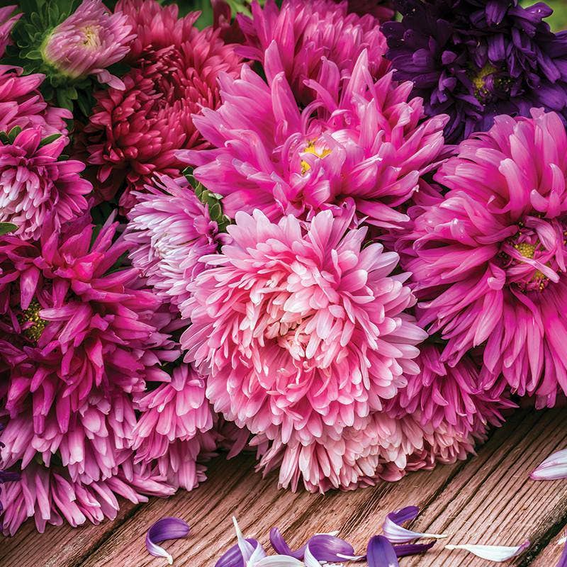 Bentley Seed Co. - Wholesale Plant Seeds - Aster, Crego Mixed Colors Seed Packets2