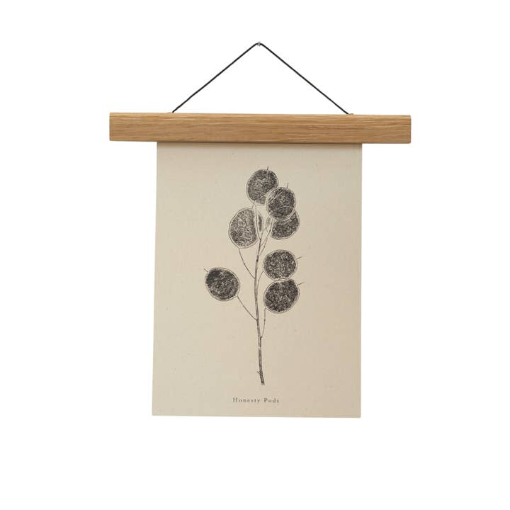 Botanical Art Print A5 A4 A3 - Honesty Pod Flower for wholesale by Alicia Breakspear