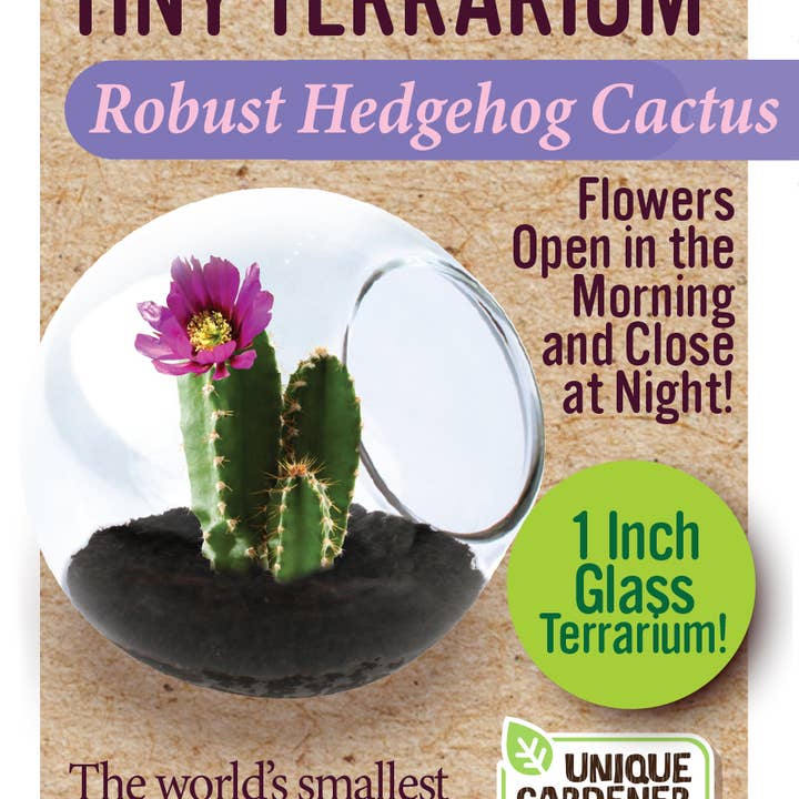 Silver Circle Products - Wholesale Retailer Display - Home & Living - Tiny Terrarium Cactus Counter Display with 6 Varieties