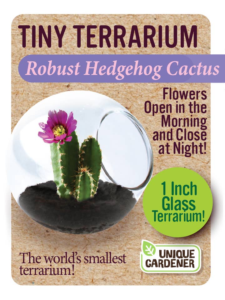 Tiny Terrarium - Robust Hedgehog Cactus for wholesale by Silver Circle Products