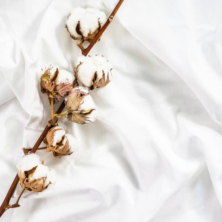 Fresh Clean Cotton Fragrance Oil for wholesale by Craftiful