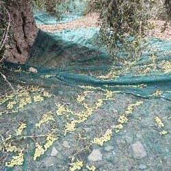 le Campanelle - Wholesale Olive Oil - Extra Virgin Organic Olive Oil 2025-20269