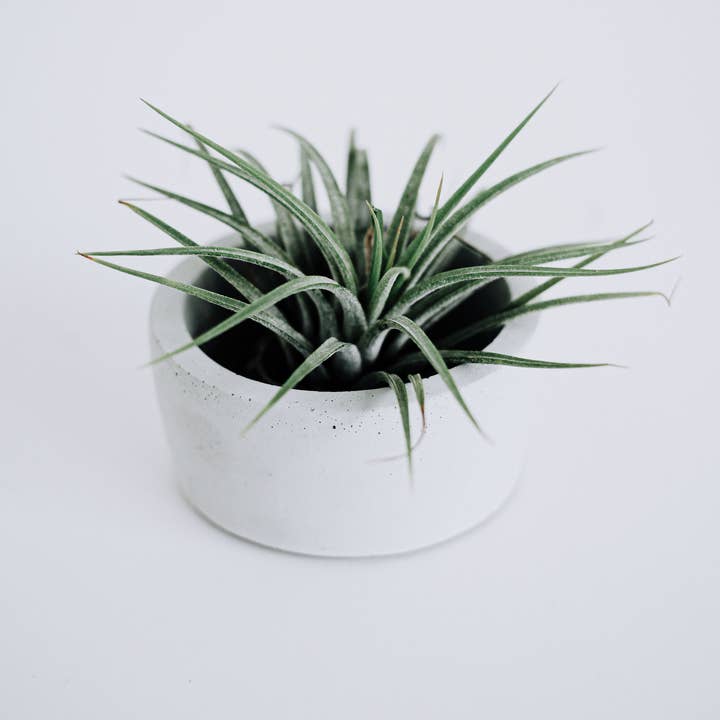 poured + crafted - Wholesale Plant pot - Concrete Mini Planter2