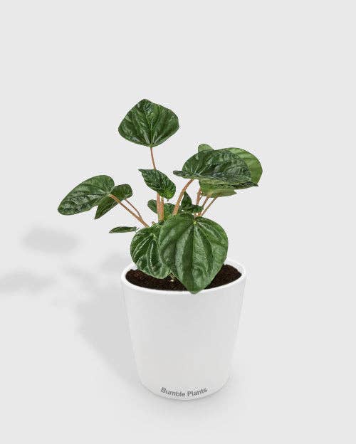 Bumble Plants - Wholesale Live Plant - Peperomia Emerald Ripple Pepper1