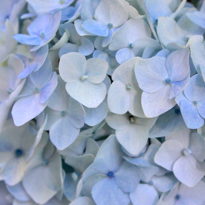 Canvas Vägg Konstblå Hortensia för wholesale av Heidi White Home