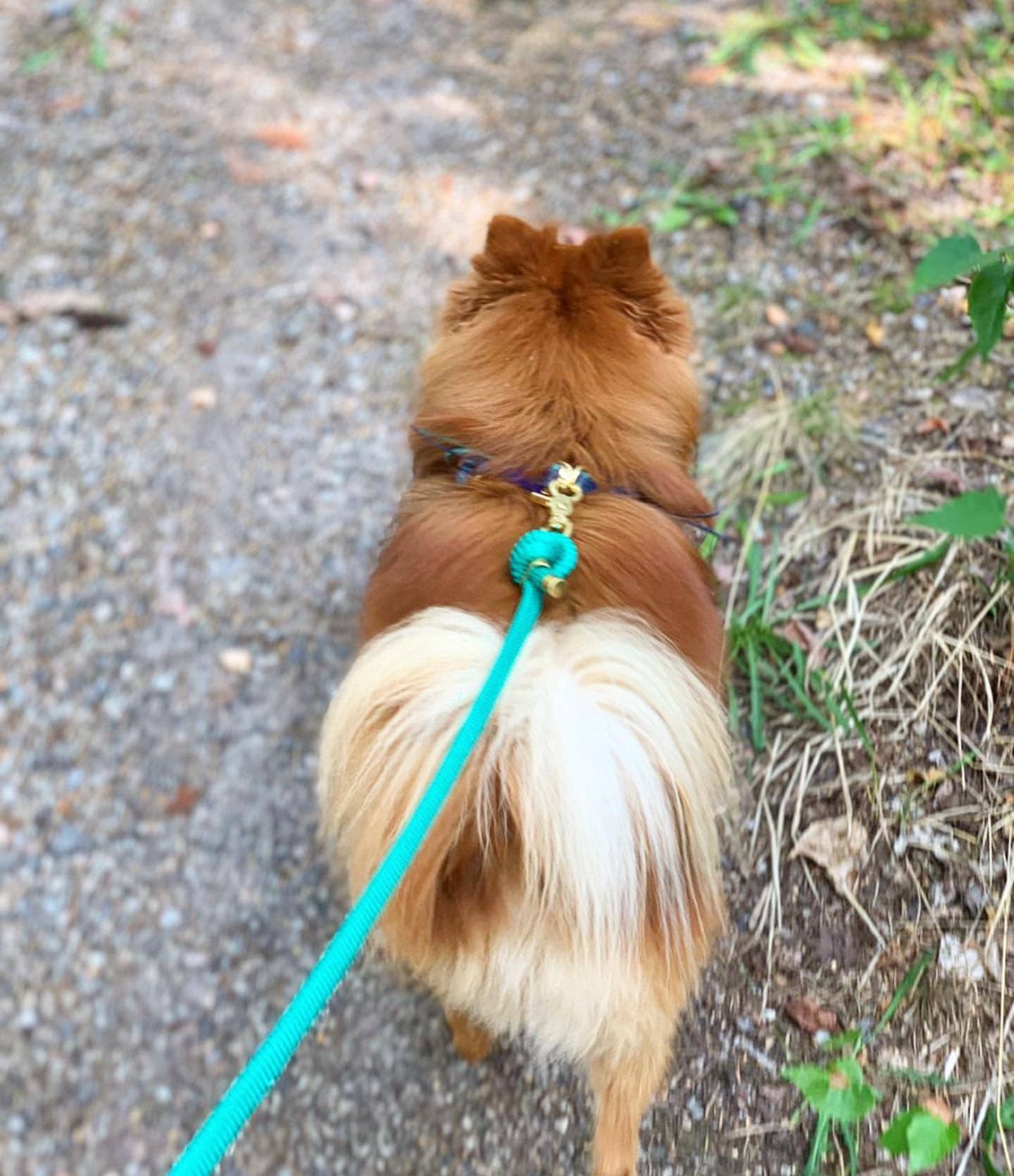 Frimousse Dog - Wholesale Pet Leash - Dog - “Mint green” paracord dog leash1