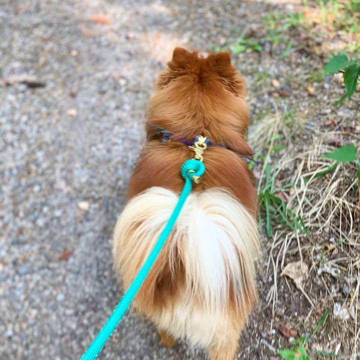 Frimousse Dog - Vendita all'ingrosso Guinzaglio - Cani - Guinzaglio per cani in paracord «verde menta»1