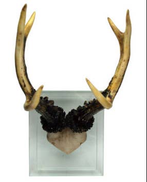 Modern World by Contrast Inc. - Wholesale Wall Accent - Antler Double Glass Wall Moun1