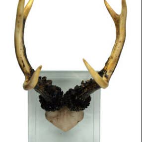 Modern World by Contrast Inc. - Wholesale Wall Accent - Antler Double Glass Wall Moun1