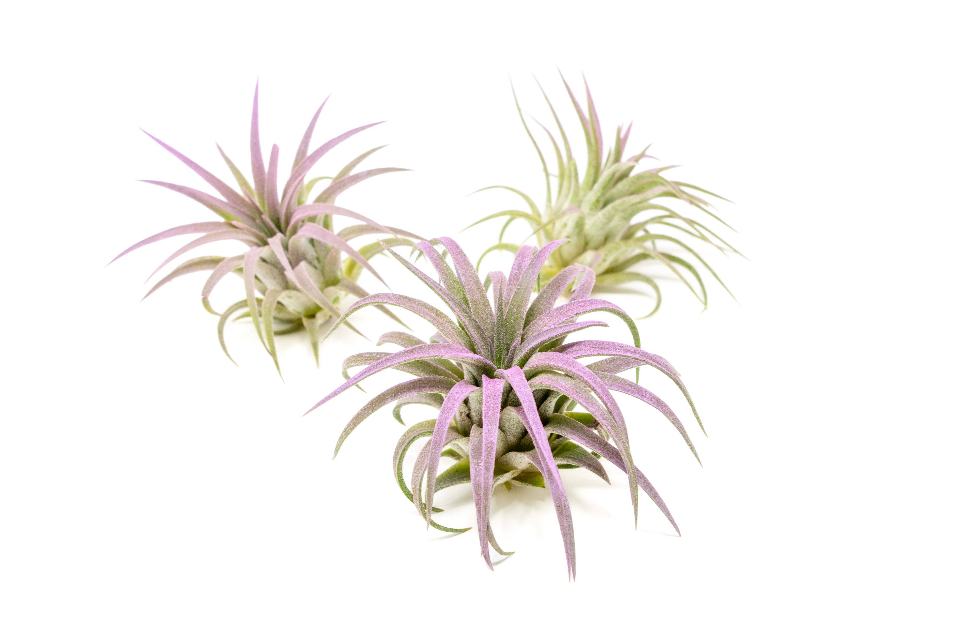 Air Plant Shop - Wholesale Live Plant - Color Enhanced Tillandsia Ionantha Rubra Air Plants4