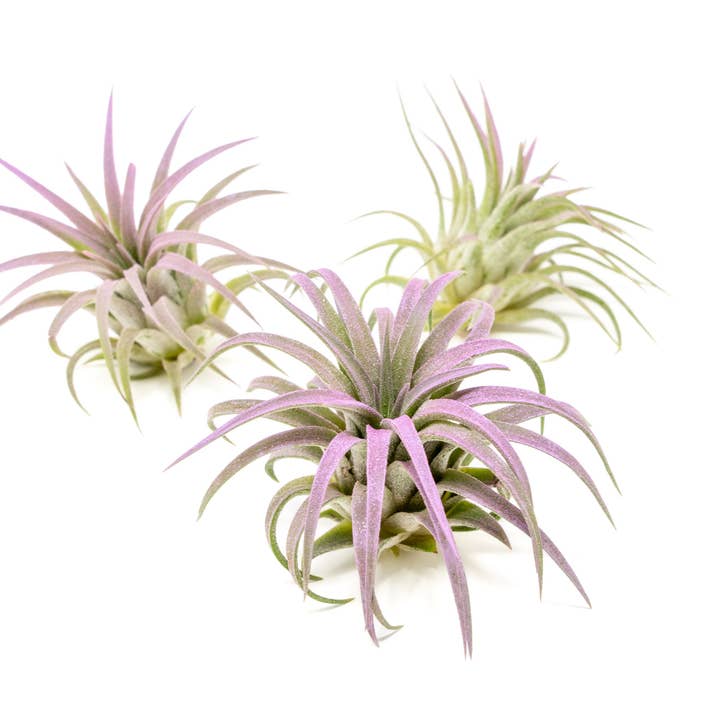 Air Plant Shop - Wholesale Live Plant - Color Enhanced Tillandsia Ionantha Rubra Air Plants4