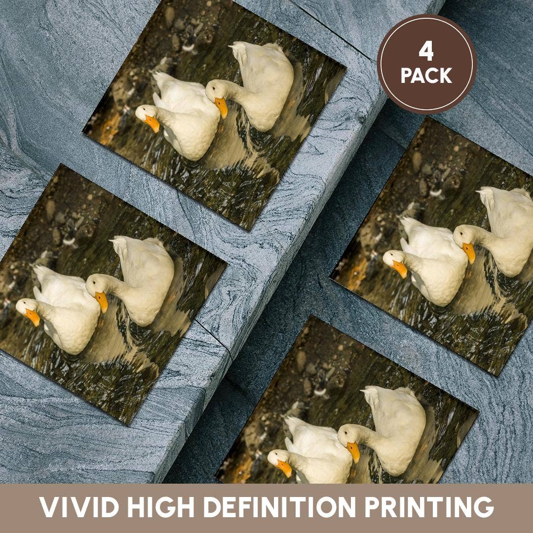 3dRose - Wholesale Coasters - 3dRose, Domestic free-range Pekin ducks swimming in a stream by their farm., Coaster5