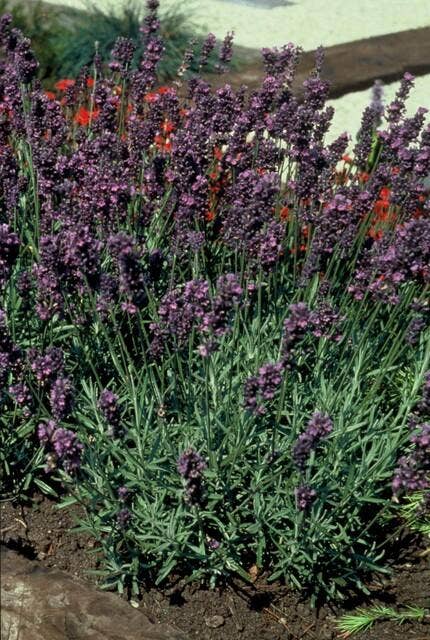 Oasis of Life – wholesale Live plant – Lavender Lavandula angustifolia 'Munstead' – 48 plants – ↕10-25 cm – Ø9 cm – Compact lavender – Hardy & easy to care for – Bee-friendly – Mediterranean flair6