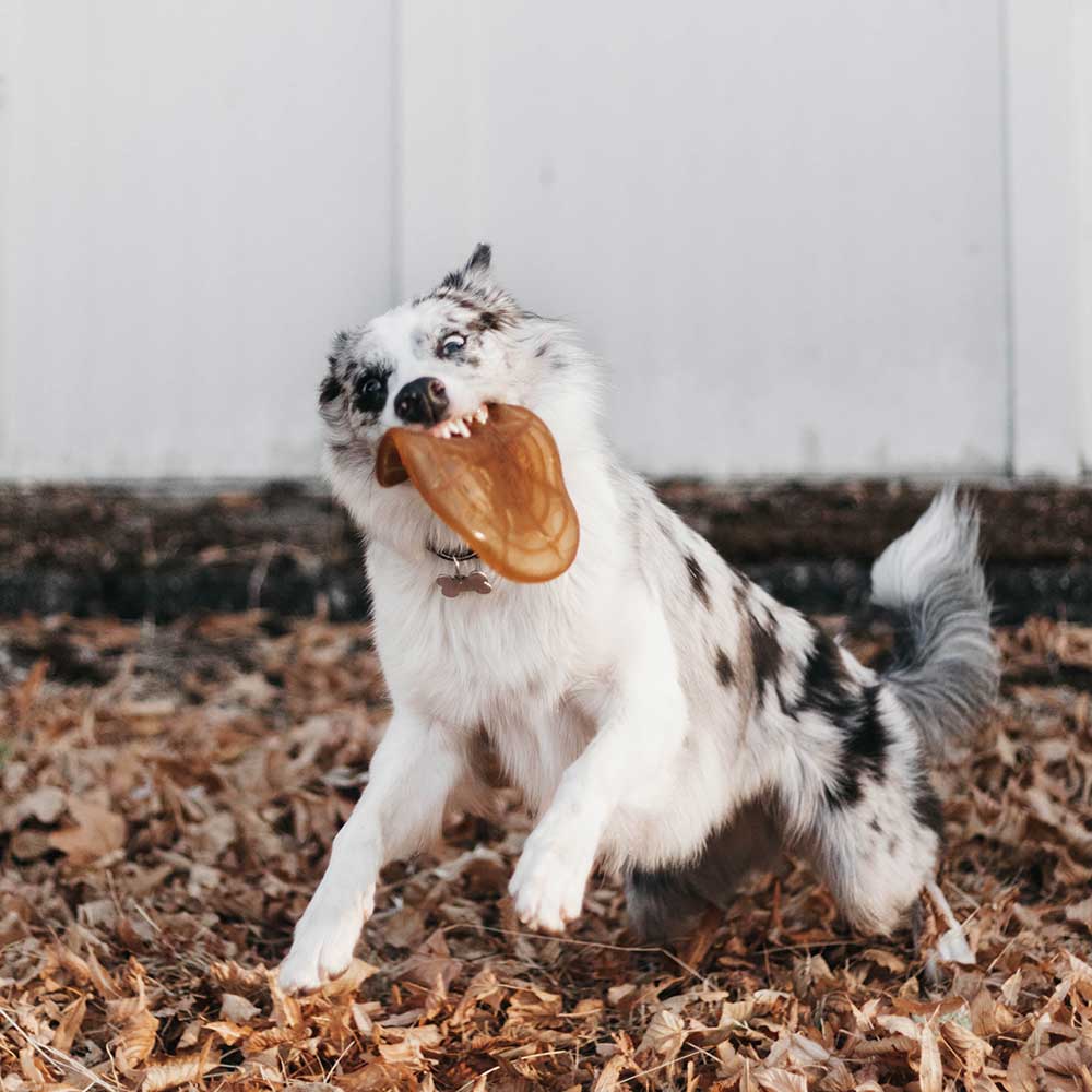 POCURULL SL (Retorn) - Wholesale Pet Toy - Dog - Rub Air Dog Toy7