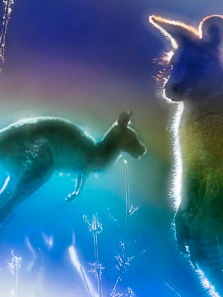 Silkesduk Tabby ”Early Morning Roos” (150cmx50cm) för wholesale av Bluyonda Silk Scarves