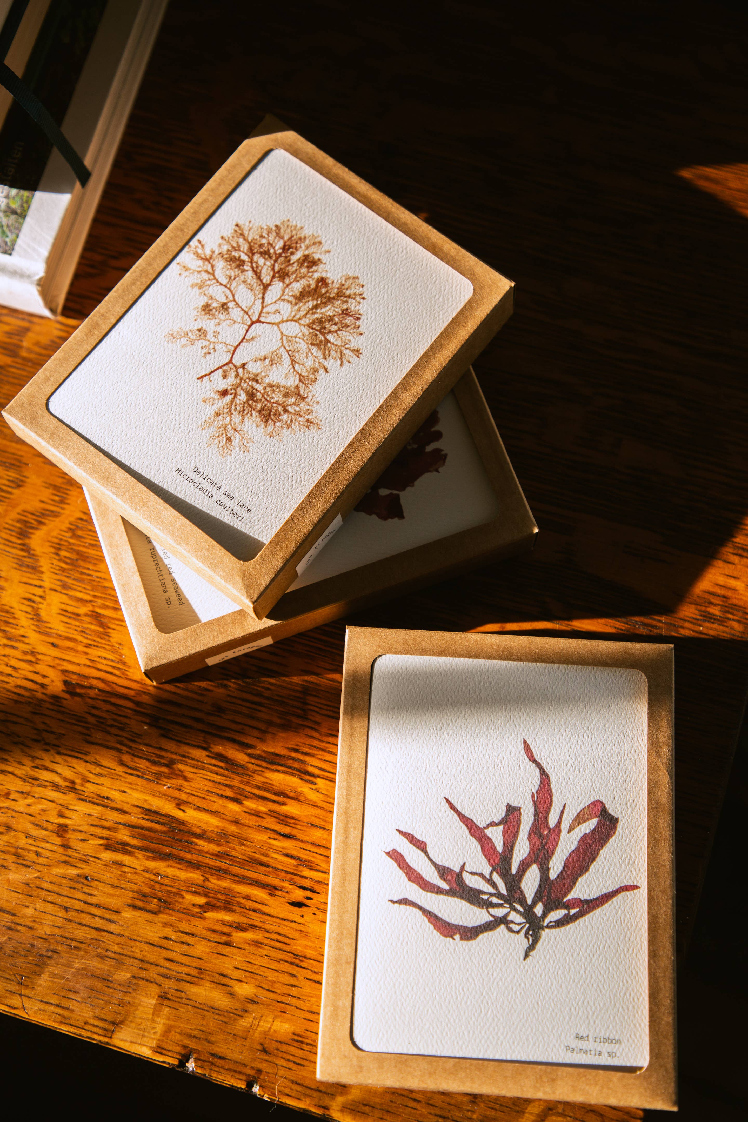 Coasting Supplies - Venta al por mayor Tarjetas de felicitación - Recolectado del Mar: conjunto de 8 cartas