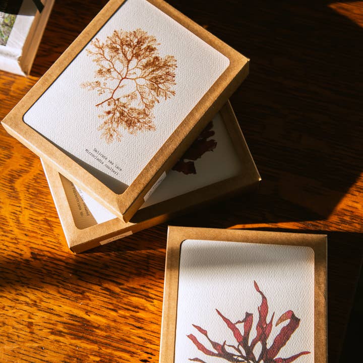 Coasting Supplies - Venta al por mayor Tarjetas de felicitación - Recolectado del Mar: conjunto de 8 cartas0