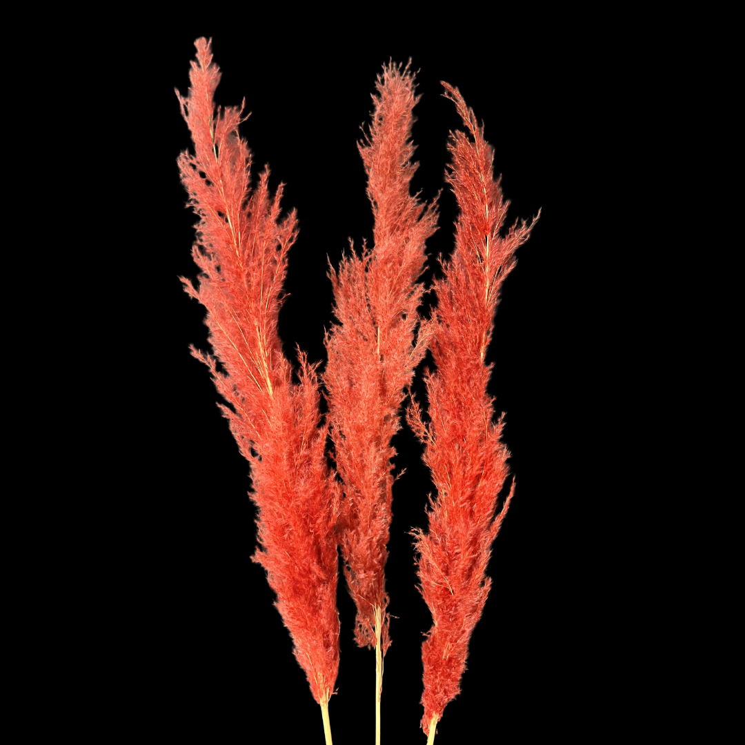 Botanico Ltd. - Wholesale Dried/Pressed Flowers - Pampas Grass12