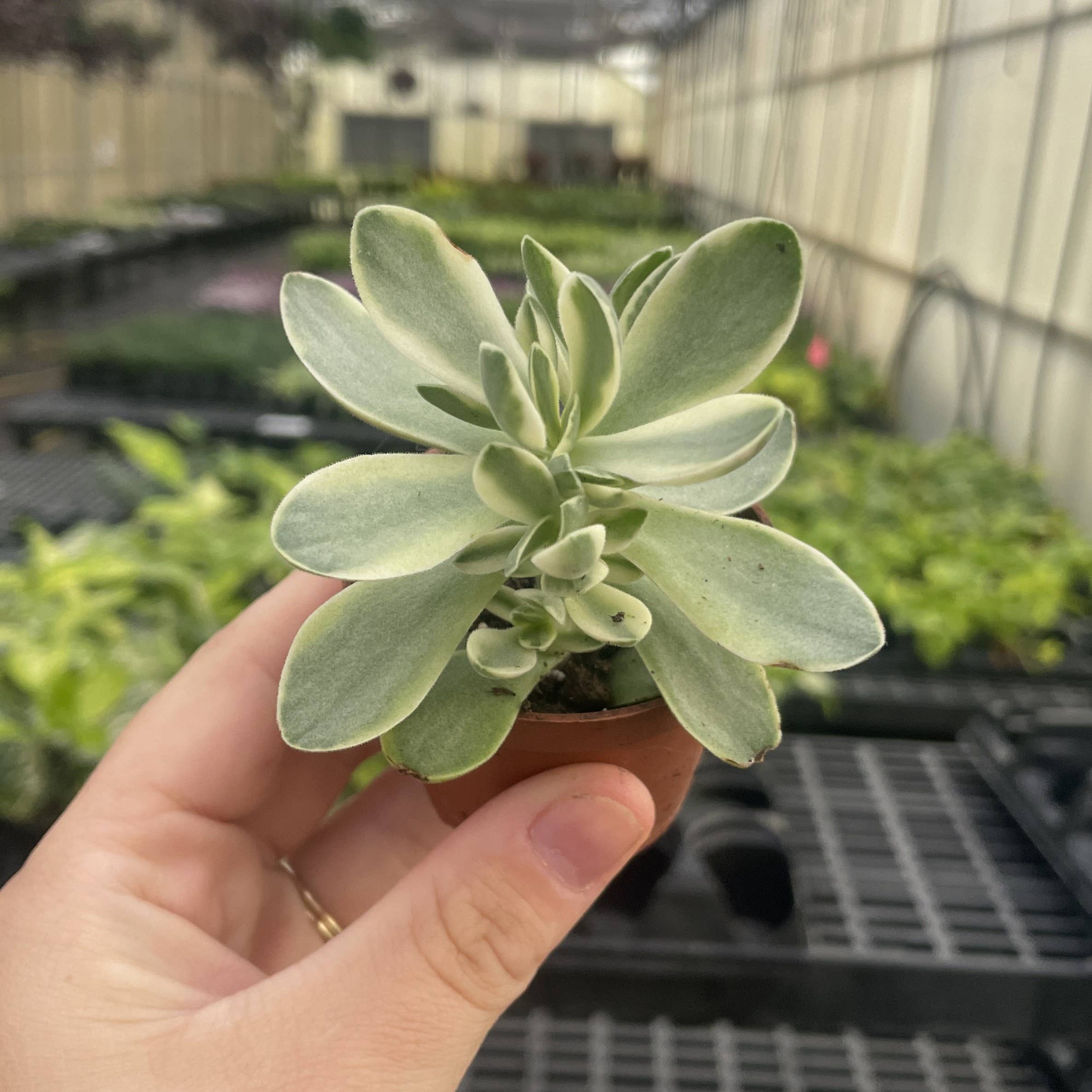 Thorsen's Greenhouse - Wholesale Succulent - Variegated 'Money Maker' Jade Plant -  2" Live Plant2