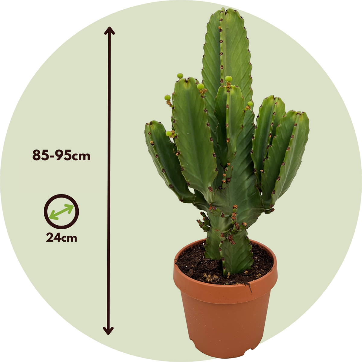 Oasis of Life - Wholesale Succulent - Cowboy Cactus Euphorbia Ingens – Height 85–95cm – Ø24cm – Large easy-care desert plant with spines – Decorative succulent for living room & office – Stylish houseplant in modern design2
