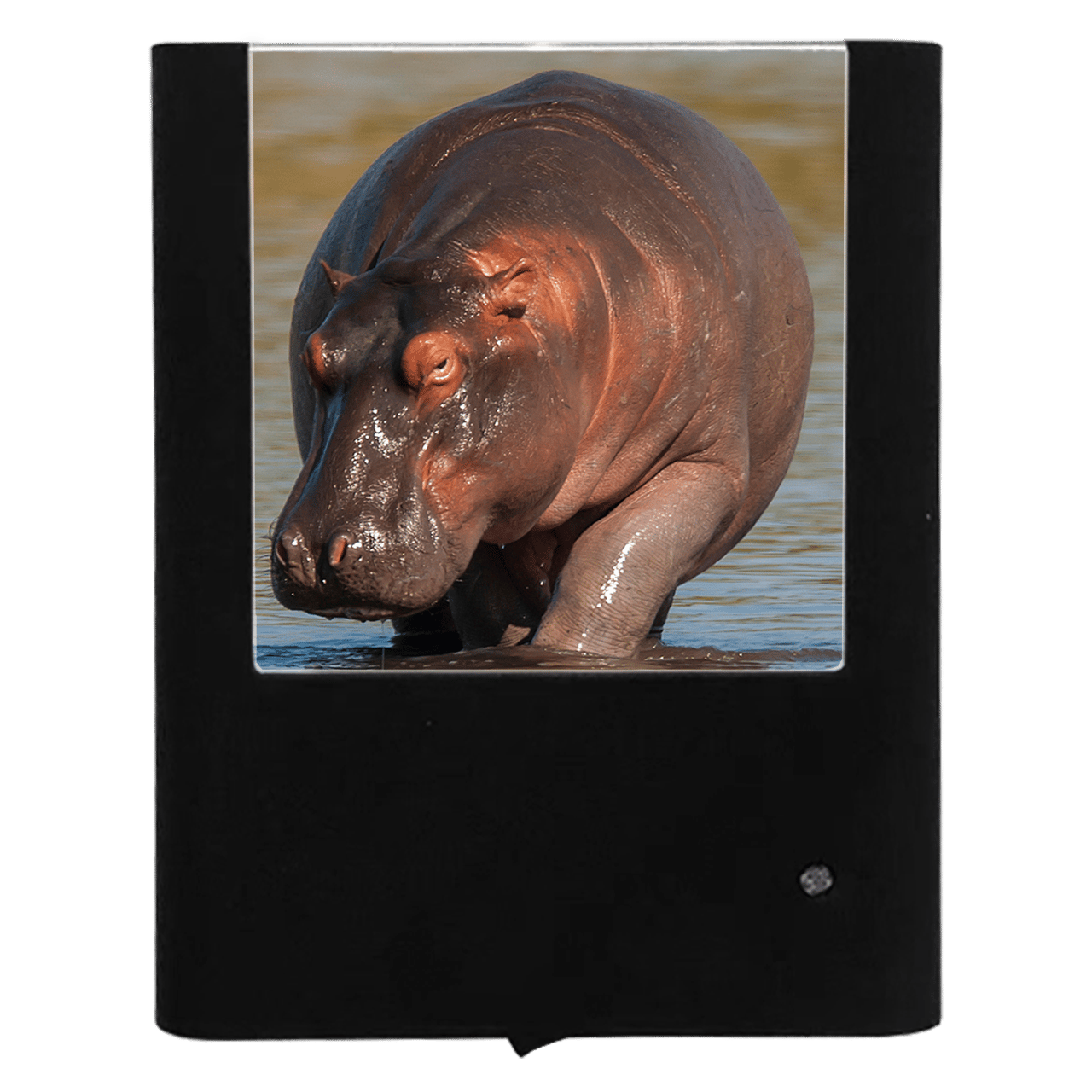 Nightlight Studio - Vendita all'ingrosso Luci notturne - Ippopotamo0