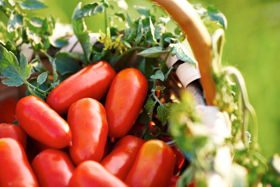 Zia Pia - Wholesale Sauce - Tomato Sauce with Olives and Capers2