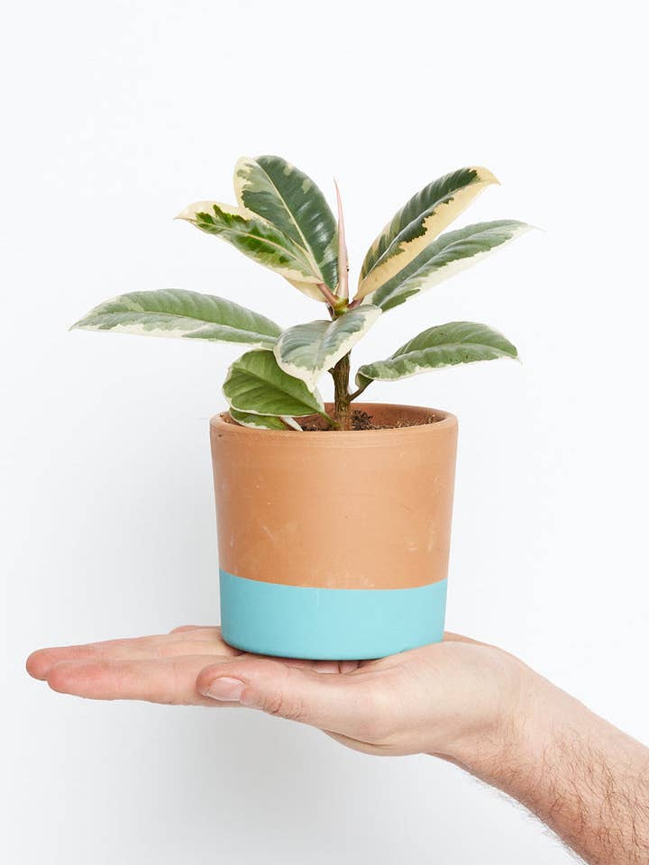 Ficus Elastica Tineke M för wholesale av Miniplanta