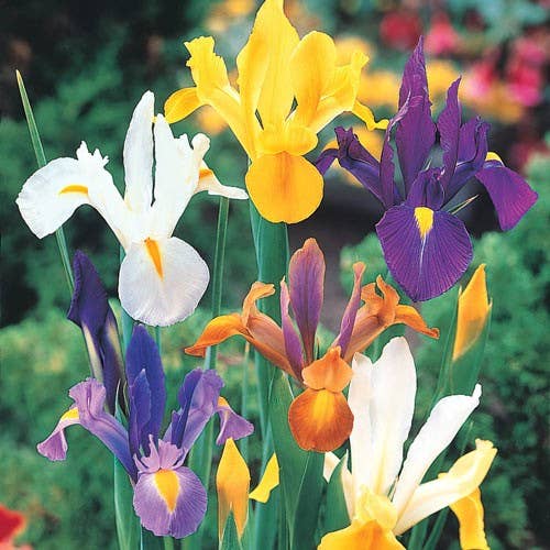 Sementi & Barbatelle - Wholesale Artificial Flowers - Iris Dutch mixed 7/8