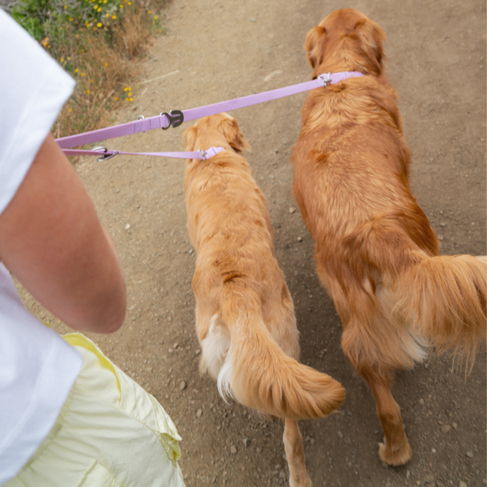 Springland Pets - Wholesale Pet Leash - Dog - Waterproof City Dog Leash, Short Dog Leash (4 Pack)4