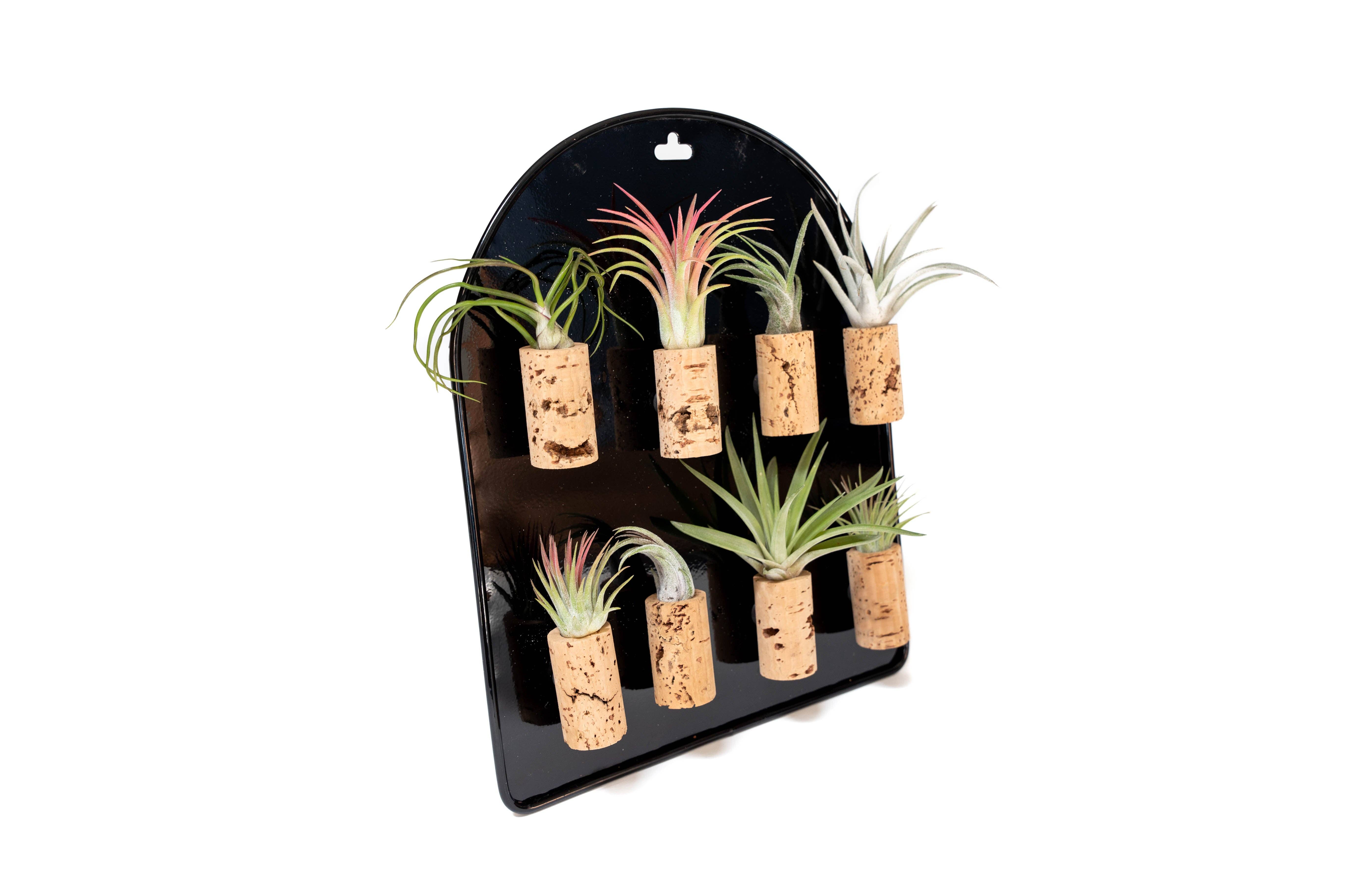 Air Plant Shop - Wholesale Retailer Display - Home & Living - Black Magnetic Retail Display For Our Air Plant Magnets3