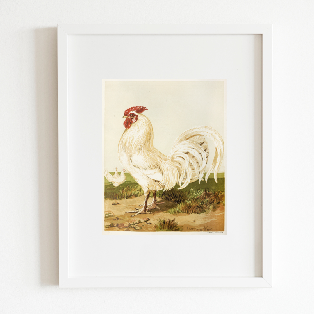 Sea to Skye - Wholesale Art Print - English White Dorking Art Print2