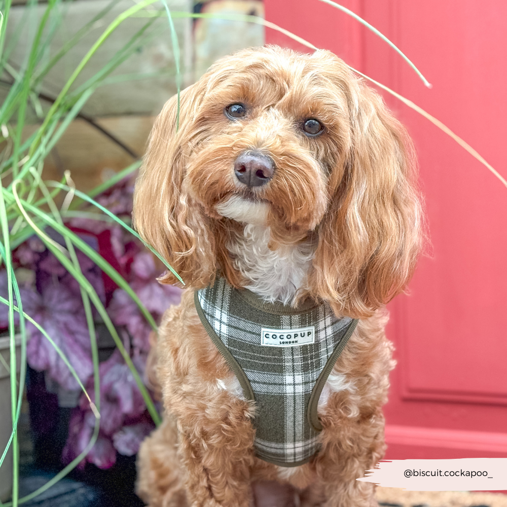 Cocopup London – wholesale Pet harness – Dog – Olive Check Adjustable Neck HARNESS16