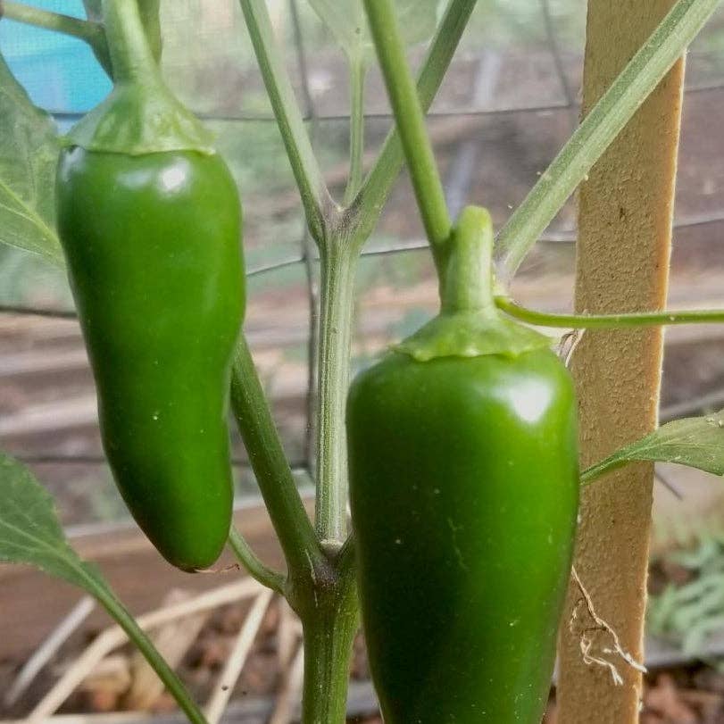 Sow True Seed - Wholesale Plant Seeds - Hot Pepper Seeds - Early Jalapeño2
