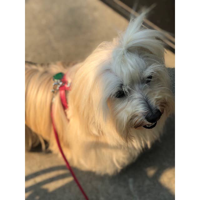 Alpen Schatz – Großhandel Haustiergeschirr – Hund – La Cinopelca weiche Kalbsleder-Geschirre für kleine Hunde15