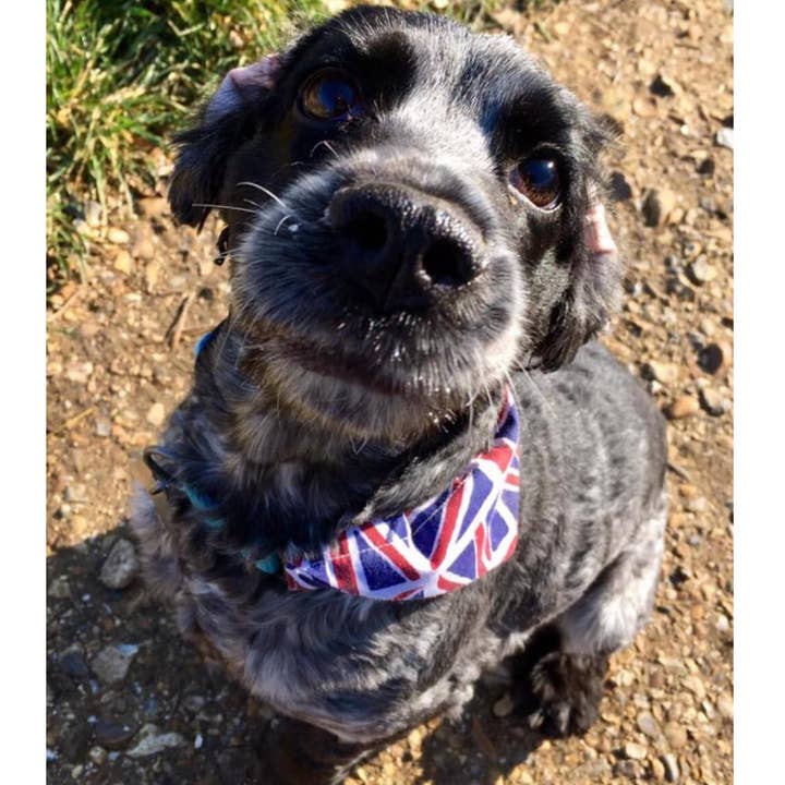 Storms Style - Wholesale Pet Bandana - Dog - Union Flag Pet Bandanas - Dog Cat